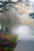Morning fog.