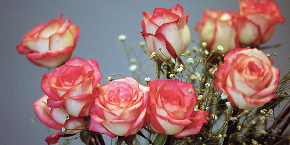 Roses